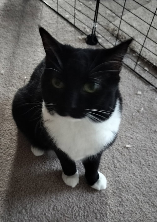 picture of the cat needing adoption