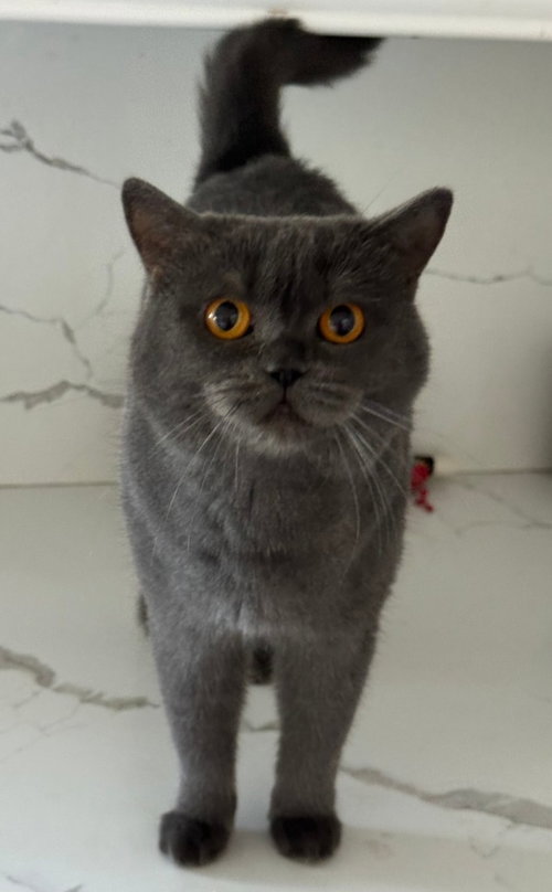 picture of the cat needing adoption