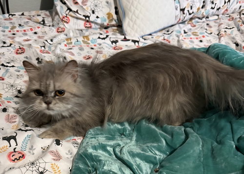 Bella, an adoptable Domestic Long Hair in San Jacinto, CA