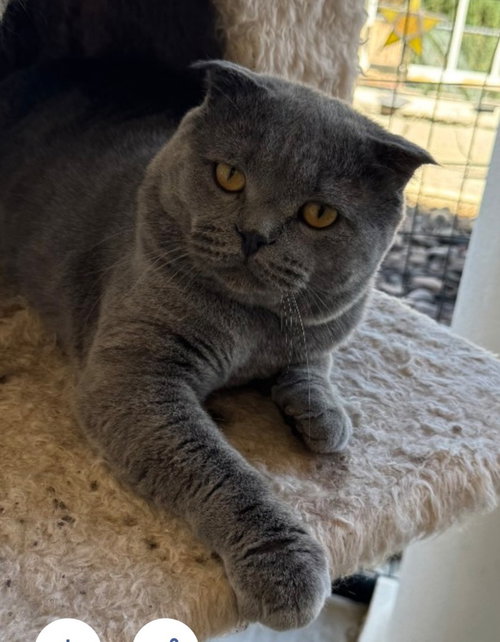 Tima, an adoptable Scottish Fold in San Jacinto, CA