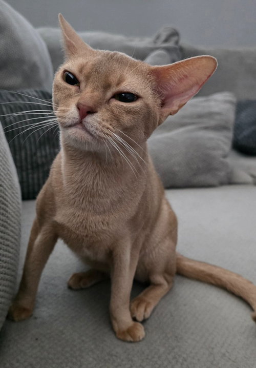 Blonde, an adoptable Abyssinian in San Jacinto, CA
