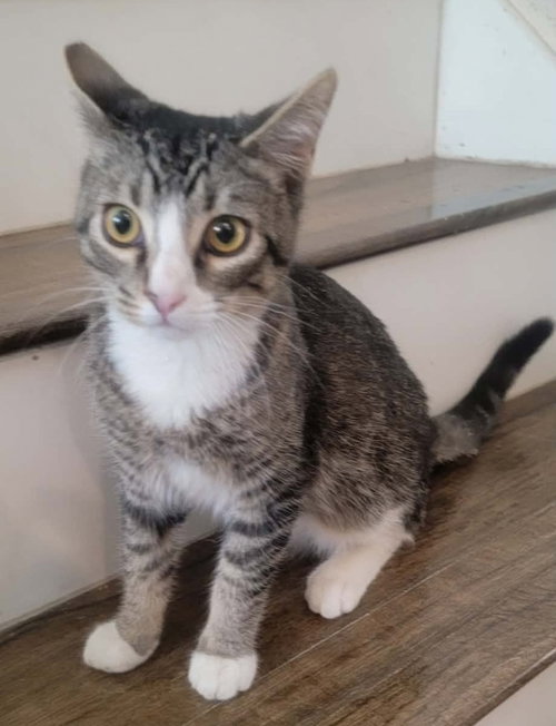 Socks, an adoptable Domestic Short Hair in San Jacinto, CA