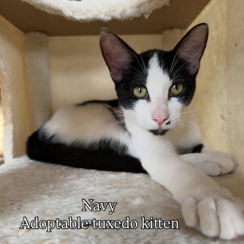Navy, an adoptable Domestic Short Hair in San Jacinto, CA