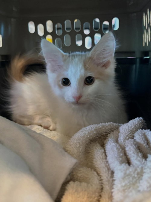 Niko, an adoptable Domestic Medium Hair in San Jacinto, CA