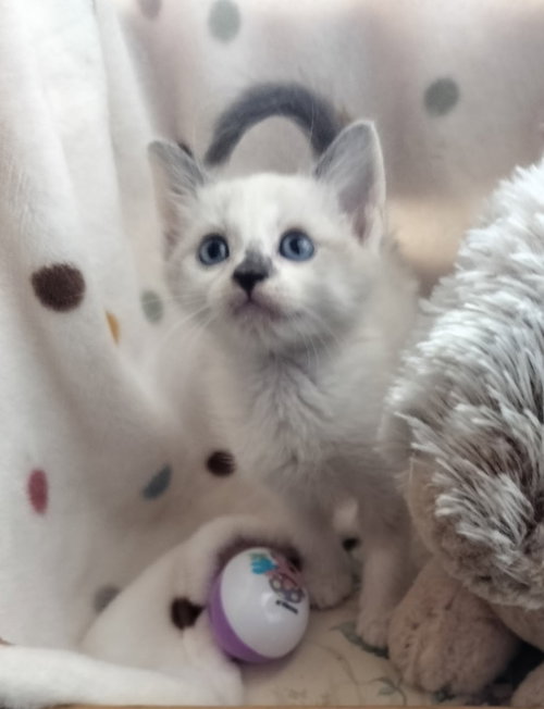 Spring, an adoptable Siamese in San Jacinto, CA
