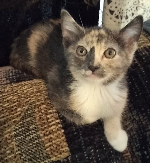Lacy, an adoptable Domestic Short Hair in San Jacinto, CA