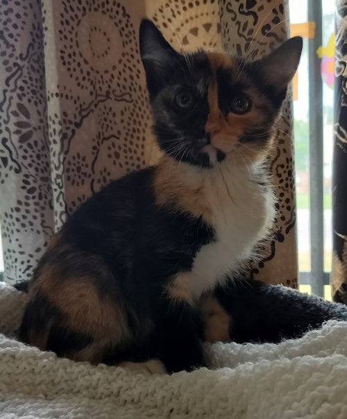Foxy, an adoptable Calico in San Jacinto, CA