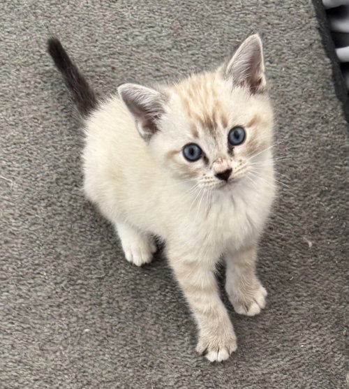 Levi, an adoptable Siamese in San Jacinto, CA
