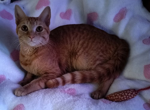 Madeline, Young Domestic Short Hair / Mixed, cat for adoption in Beaumont, California
