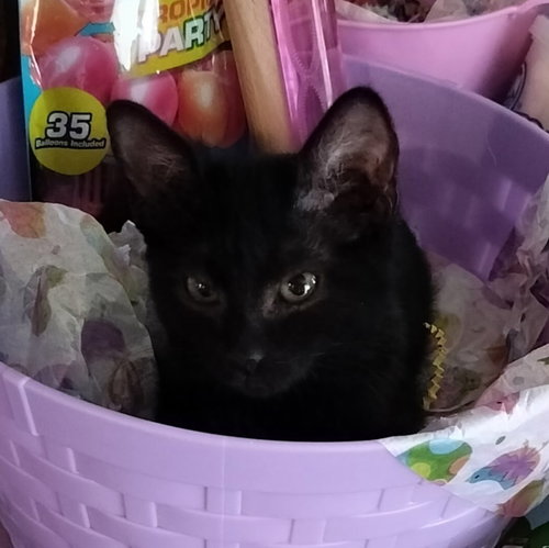 Bunny, Young Domestic Short Hair / Mixed, cat for adoption in Beaumont, California