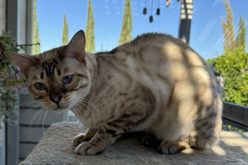 picture of the cat needing adoption