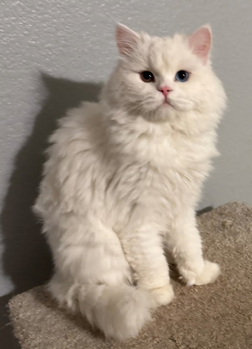picture of the cat needing adoption