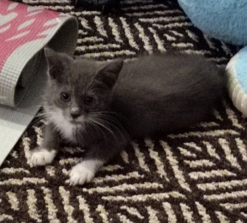 Peeps, Baby Domestic Short Hair / Mixed, cat for adoption in Beaumont, California