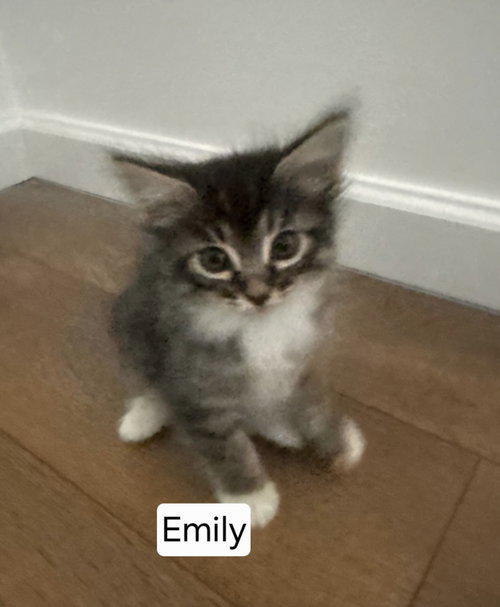 Emily, Baby Domestic Medium Hair / Mixed, cat for adoption in Beaumont, California