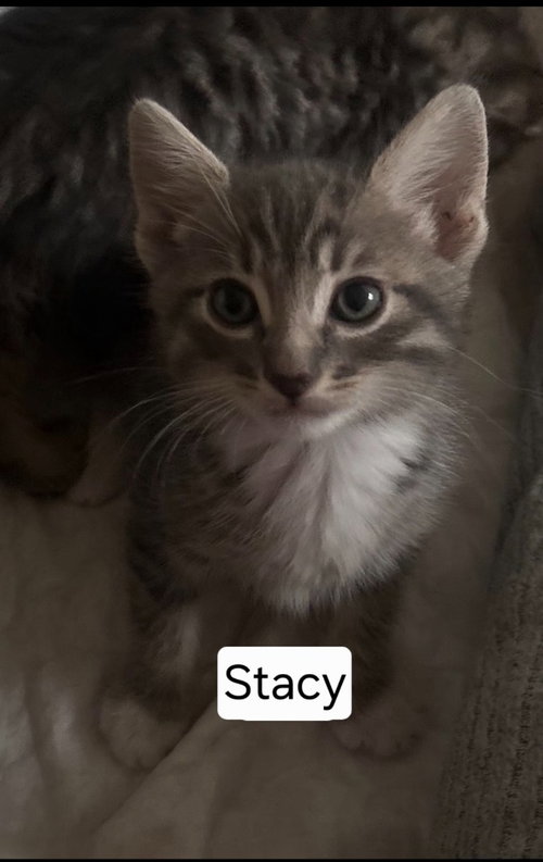 Steve, Baby Domestic Short Hair / Mixed, cat for adoption in Beaumont, California
