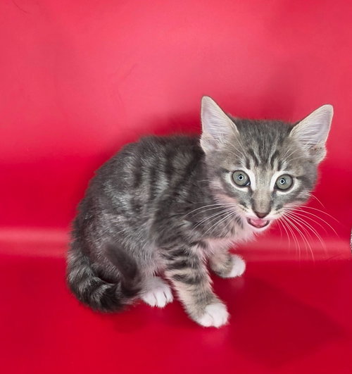 Steve, an adoptable Domestic Short Hair in San Jacinto, CA