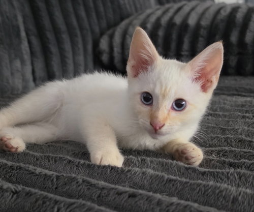 Chico, Baby Siamese, cat for adoption in Beaumont, California