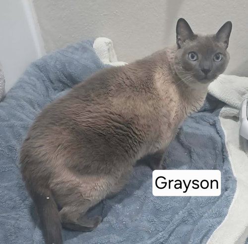 Grayson, Adult Tonkinese, cat for adoption in Beaumont, California