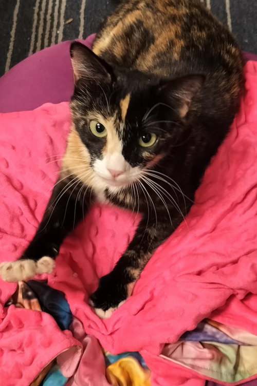 Alina, Young Calico, cat for adoption in Beaumont, California