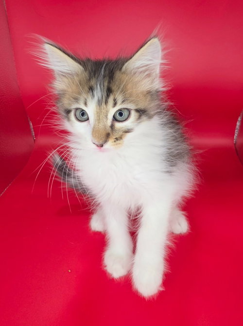 Conner, an adoptable Domestic Short Hair in San Jacinto, CA