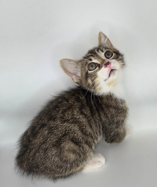 Tom, an adoptable Domestic Short Hair in San Jacinto, CA