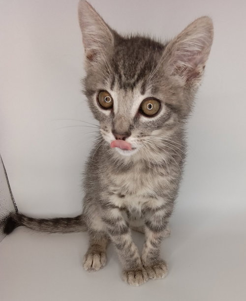 Jasper, an adoptable Domestic Short Hair in San Jacinto, CA