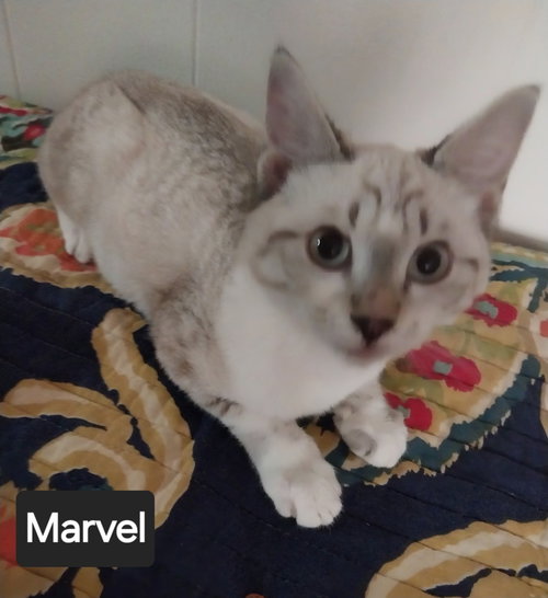 Marvel, an adoptable Siamese in San Jacinto, CA