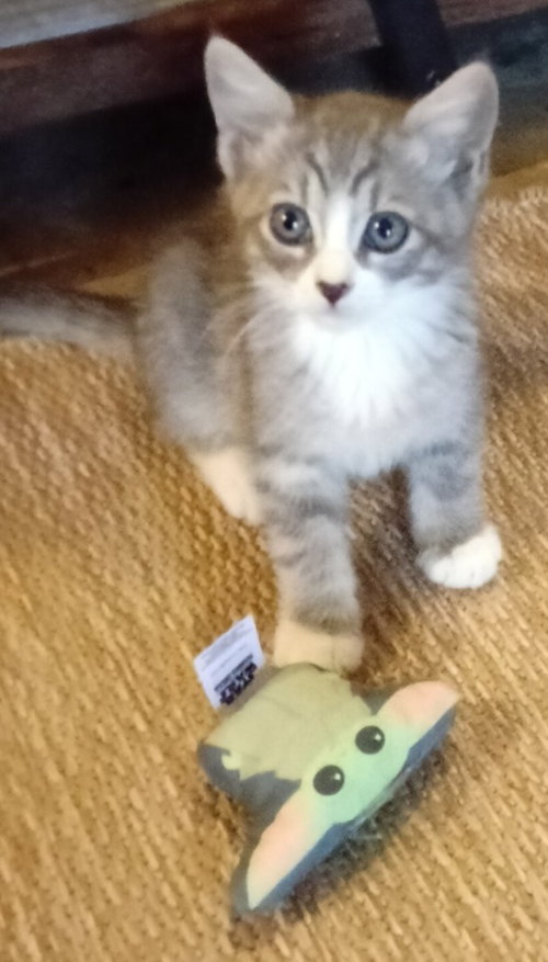 Jerry, an adoptable Domestic Short Hair in San Jacinto, CA