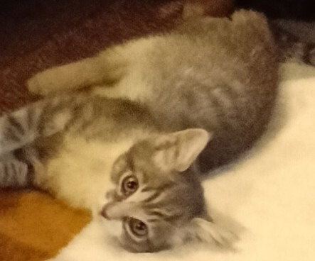 Tuffy, an adoptable Domestic Short Hair in San Jacinto, CA