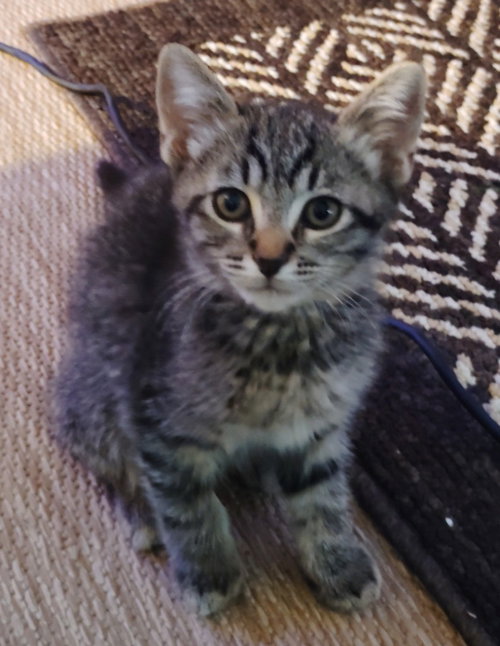 Topsy, an adoptable Domestic Short Hair in San Jacinto, CA