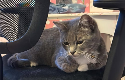 Sunshine, an adoptable Domestic Short Hair in San Jacinto, CA
