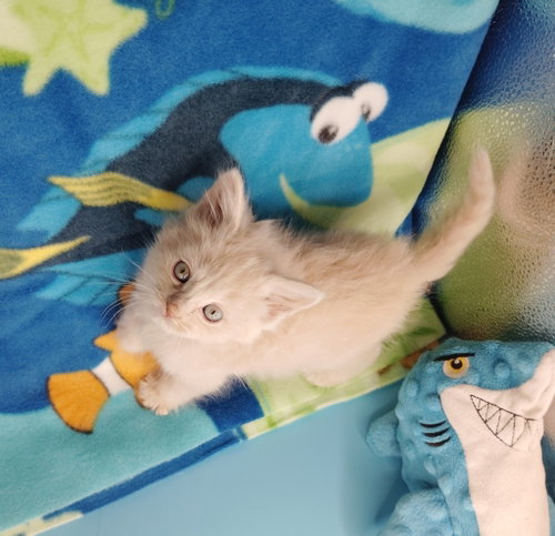 Nemo, an adoptable Domestic Short Hair in San Jacinto, CA