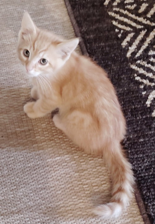 Houdini, an adoptable Domestic Medium Hair in San Jacinto, CA
