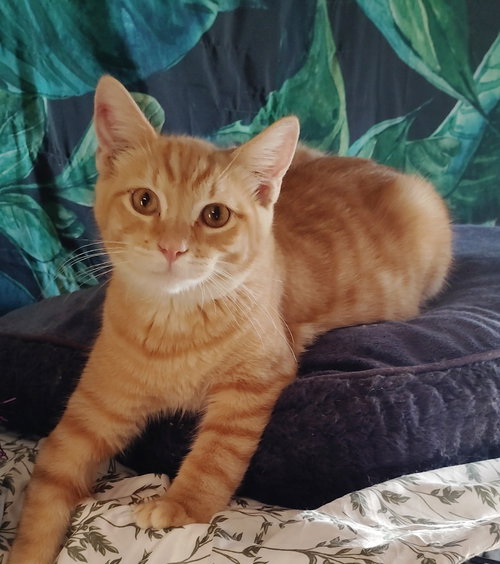 Houdini, a cat for adoption from Feline Freedom Flight Resscue
