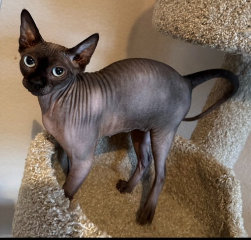 Baby Girl, an adoptable Sphynx in San Jacinto, CA