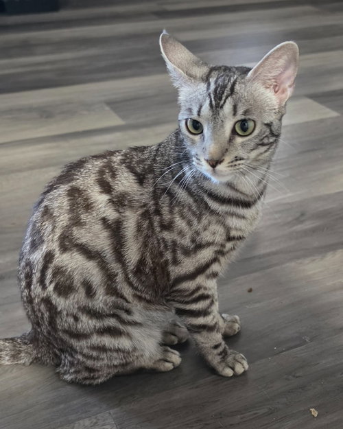 Faith, an adoptable Egyptian Mau in San Jacinto, CA