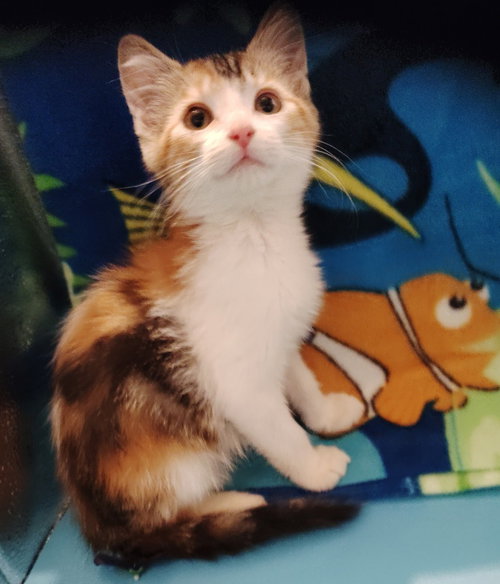 Kensie, an adoptable Calico in San Jacinto, CA