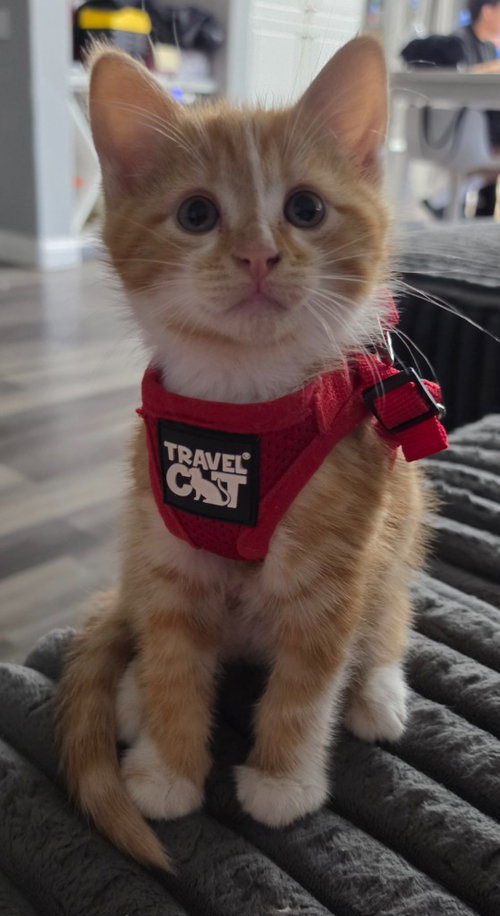 Crush, Baby Domestic Short Hair / Mixed, cat for adoption in San Jacinto, California