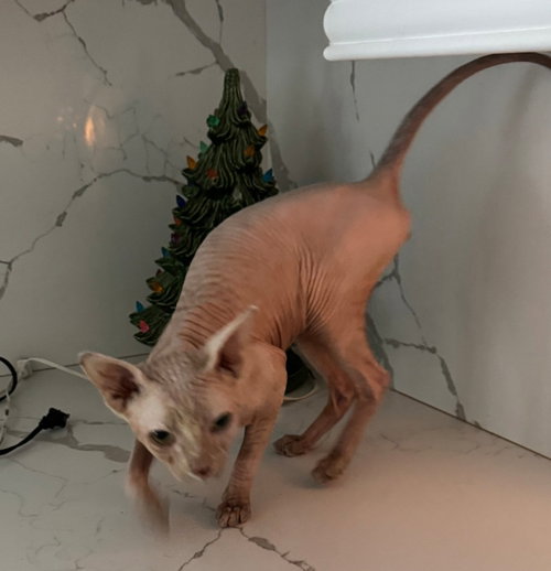 Finn, an adoptable Sphynx in San Jacinto, CA