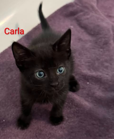 Carla, an adoptable Domestic Short Hair in San Jacinto, CA