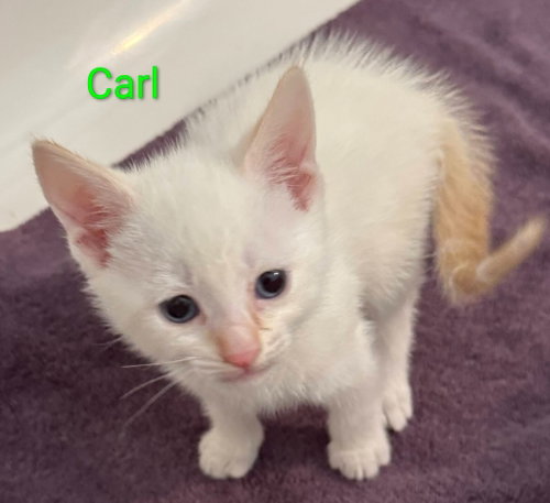 Carl, an adoptable Siamese in San Jacinto, CA