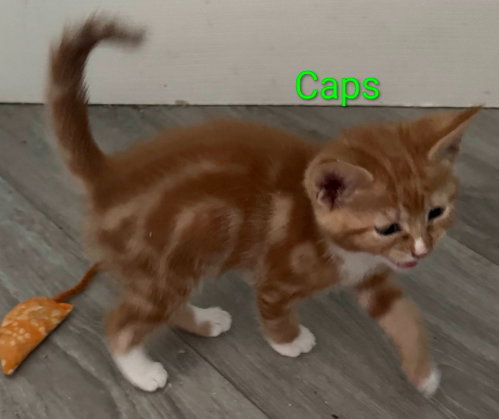 Caps photo 2