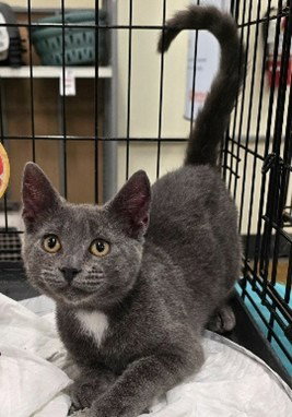 Barrister, an adoptable Domestic Short Hair in San Jacinto, CA