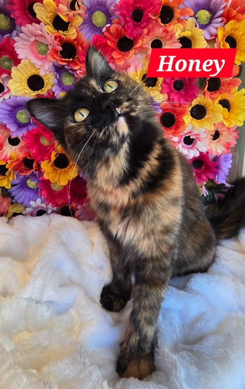 Honey, an adoptable Domestic Long Hair in San Jacinto, CA