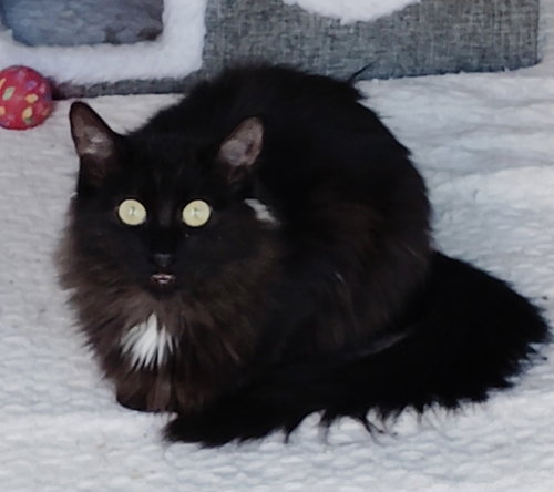 Jill, an adoptable Domestic Long Hair in San Jacinto, CA
