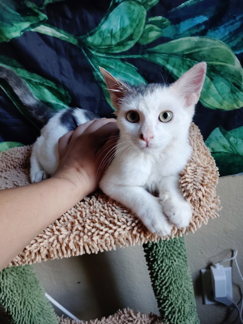 Cricket, an adoptable Domestic Short Hair in San Jacinto, CA