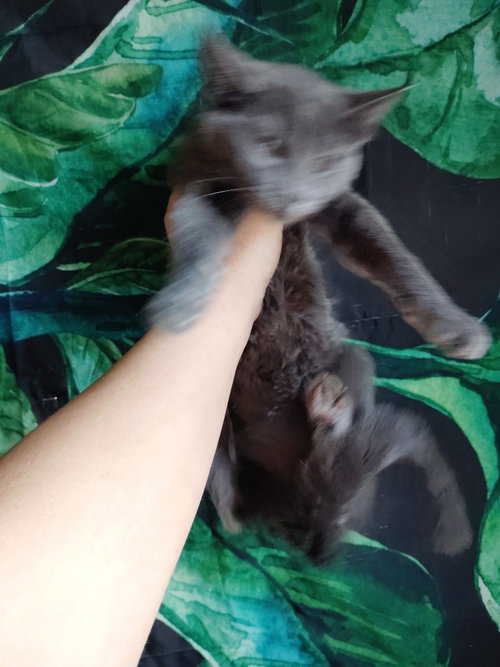 Bluey, an adoptable Domestic Short Hair in San Jacinto, CA