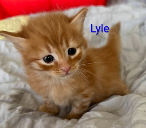 Lyle photo 2