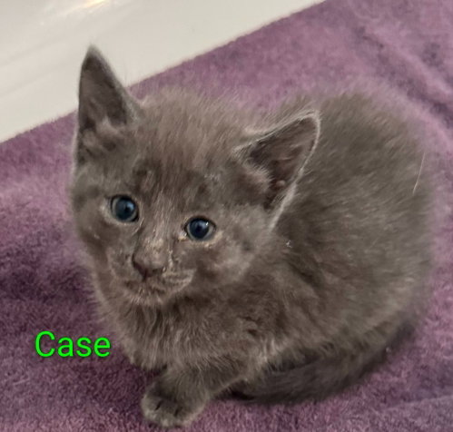 Case