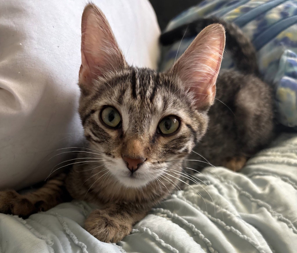 Milo